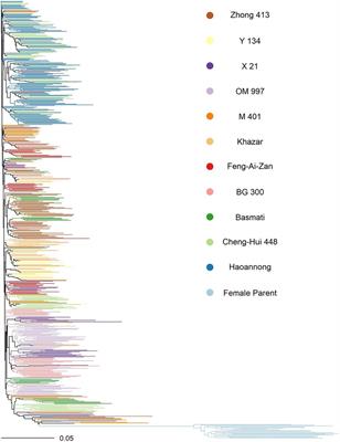 Genomic Prediction of Yield Traits in Single-Cross Hybrid Rice (Oryza sativa L.)